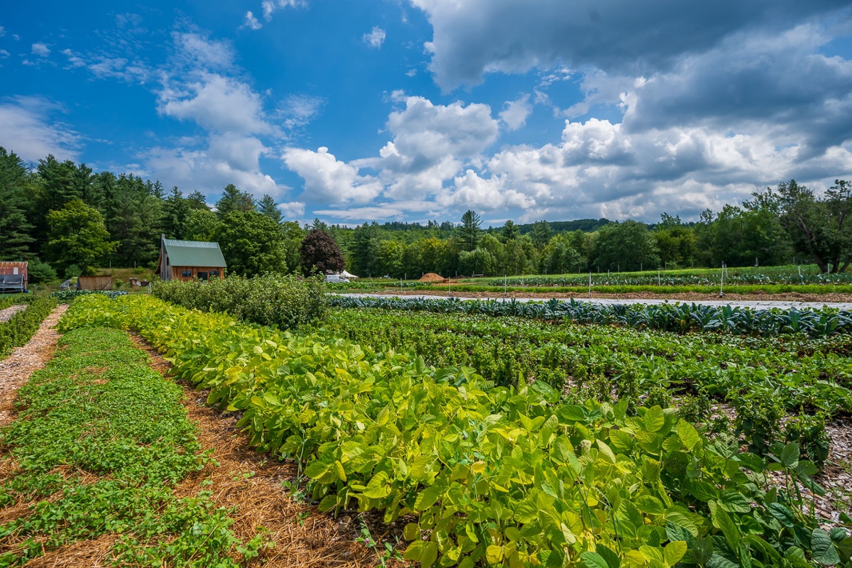 Farm landscape